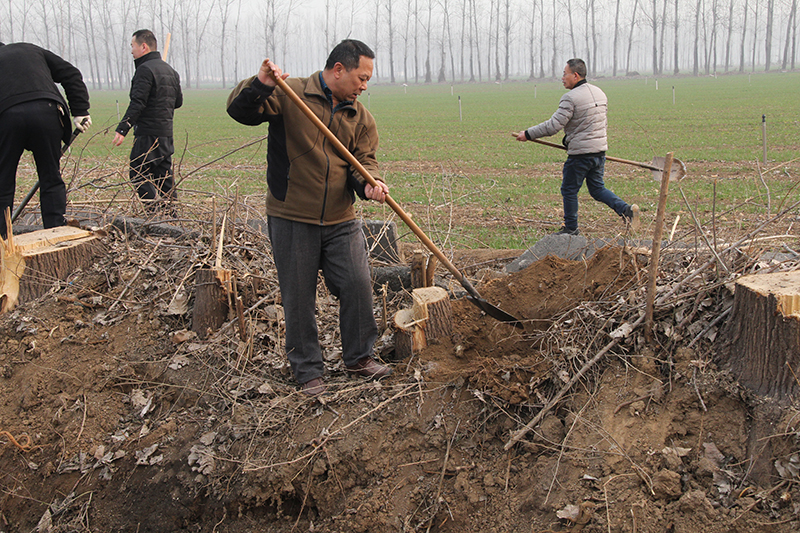 博農集團領導、基層黨政負責人等同志積極參加植樹活動